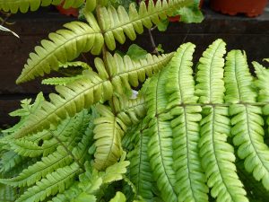 Dryopteris 'Jurassic Gold'-0