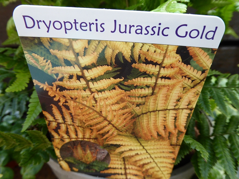 Dryopteris 'Jurassic Gold'-18130