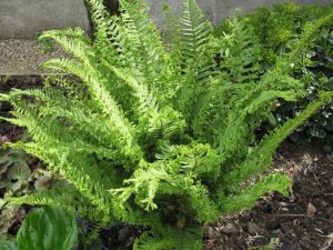 Dryopteris affinis 'Cristata The King' (Male Fern)-0