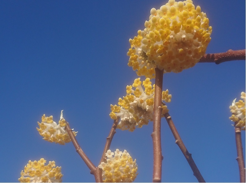 Edgeworthia chrysantha 'Grandiflora'-18170