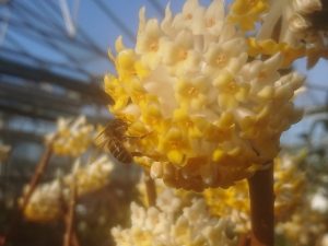 Edgeworthia chrysantha 'Grandiflora'-0