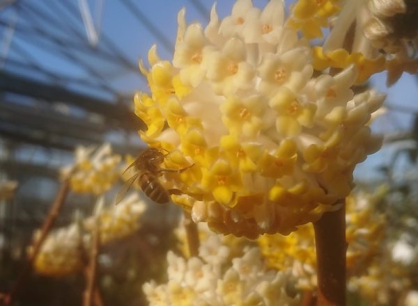 Edgeworthia chrysantha 'Grandiflora'-0