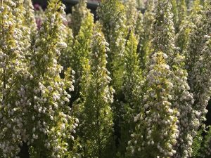 Erica arborea 'Estrella Gold' (9cm pot)-0