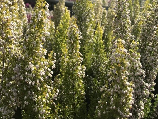 Erica arborea 'Estrella Gold' (9cm pot)-0