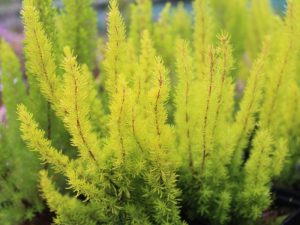 Erica arborea 'Albert's Gold' (9cm pot)-0