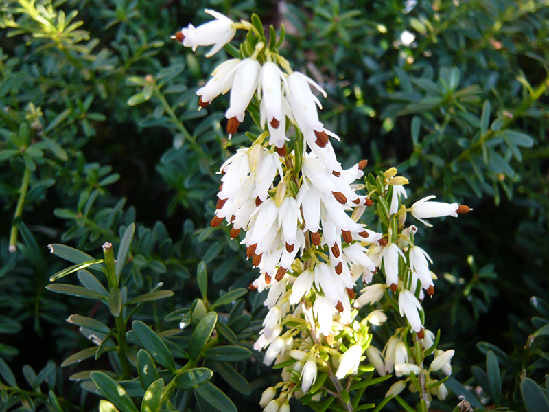 Erica carnea 'Springwood White' (1 litre pot)-17483