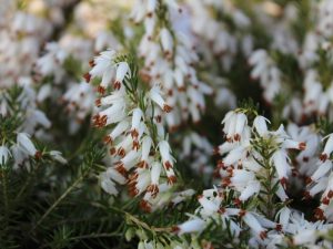 Erica carnea 'Springwood White' (1 litre pot)-0