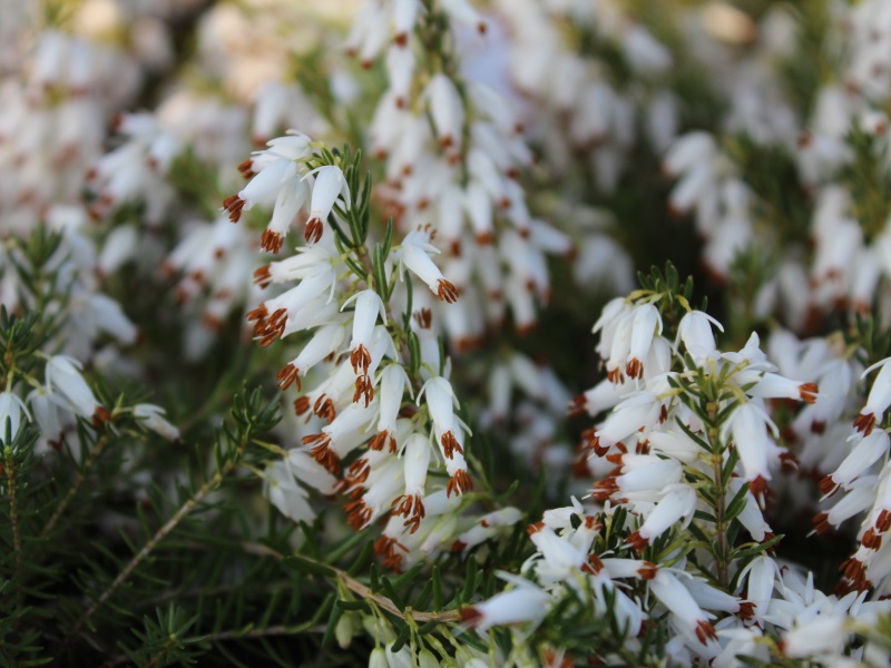 Erica carnea 'Springwood White' (1 litre pot)-0