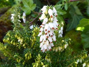 Erica erigena 'W.T. Rackliff' (9cm pot)-0