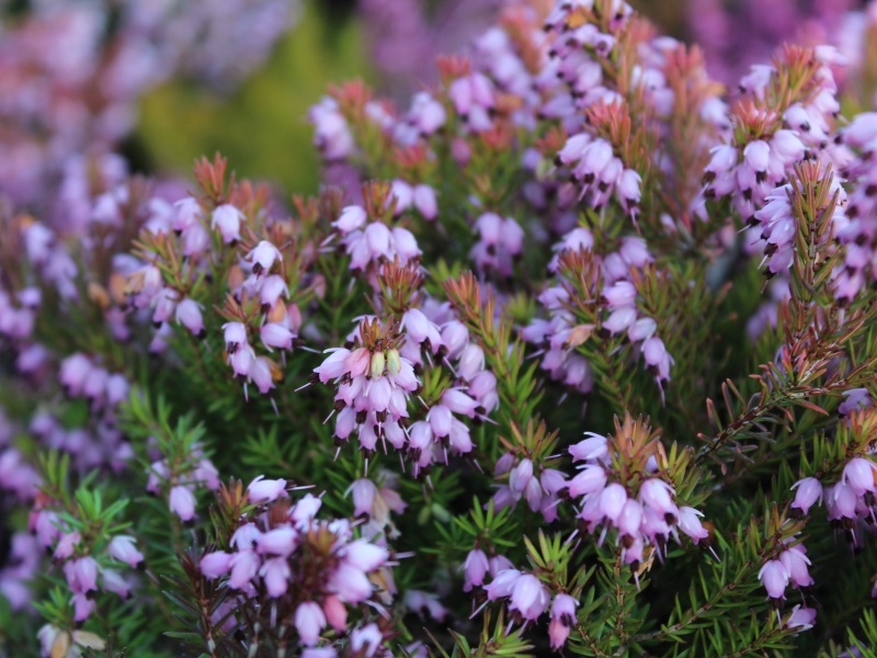 Erica x darleyensis 'Eva Gold' (9cm pot)-18203