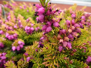 Erica x darleyensis 'Eva Gold' (9cm pot)-0
