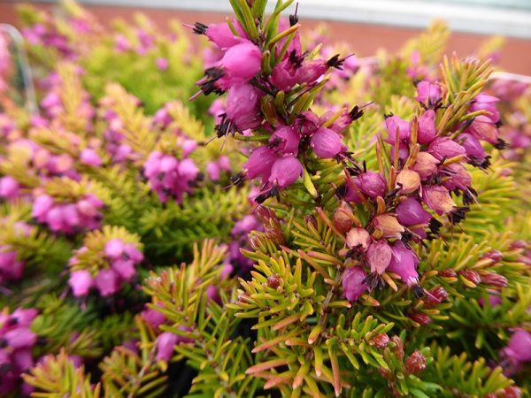 Erica x darleyensis 'Eva Gold' (9cm pot)-0