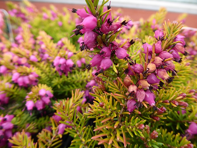 Erica x darleyensis 'Eva Gold' (9cm pot)-0
