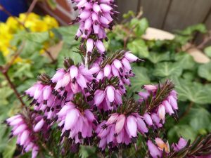 Erica x darleyensis 'Furzey' (1 litre pot)-0