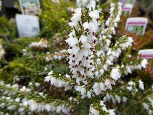Erica x darleyensis 'White Perfection' (9cm pot)-0