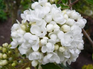 Viburnum 'Eskimo' (5 Litre)-0