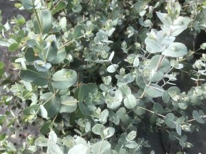 Eucalyptus gunii-0