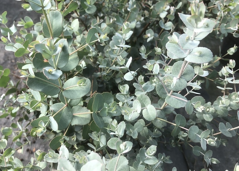 Eucalyptus gunii-0