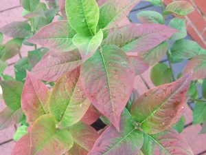 Euonymus europaeus 'Brilliant'-0