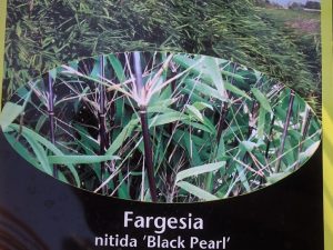 Fargesia nitida 'Black Pearl'-0
