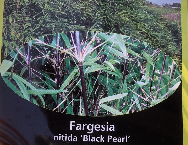 Fargesia nitida 'Black Pearl'-0