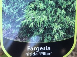 Fargesia nitida 'Pillar'-0