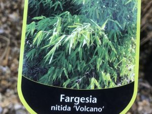 Fargesia nitida-0