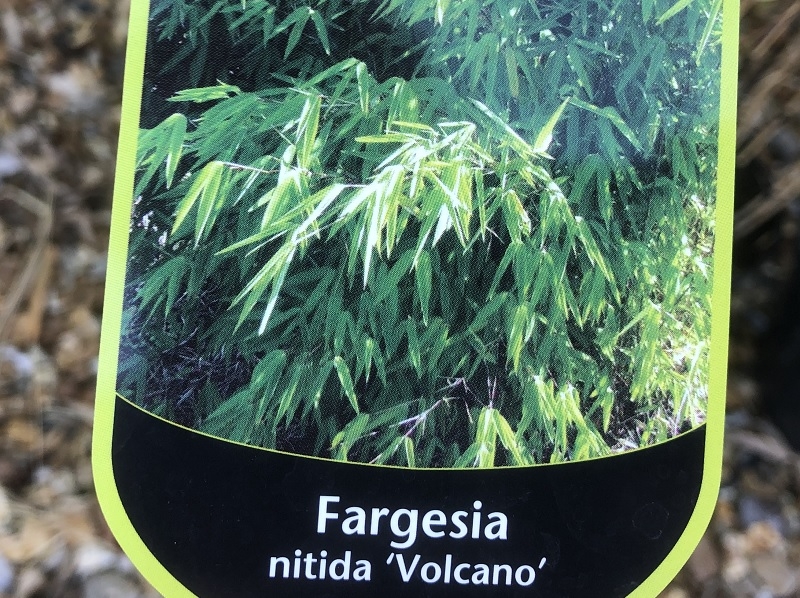 Fargesia nitida-0
