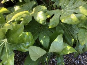 Fatsia japonica-0