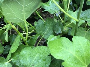 Fig (Ficus carica) Brown Turkey-0