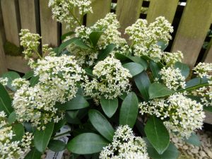 Skimmia japonica 'Finchy'-0