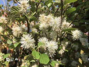 Fothergilla major-0