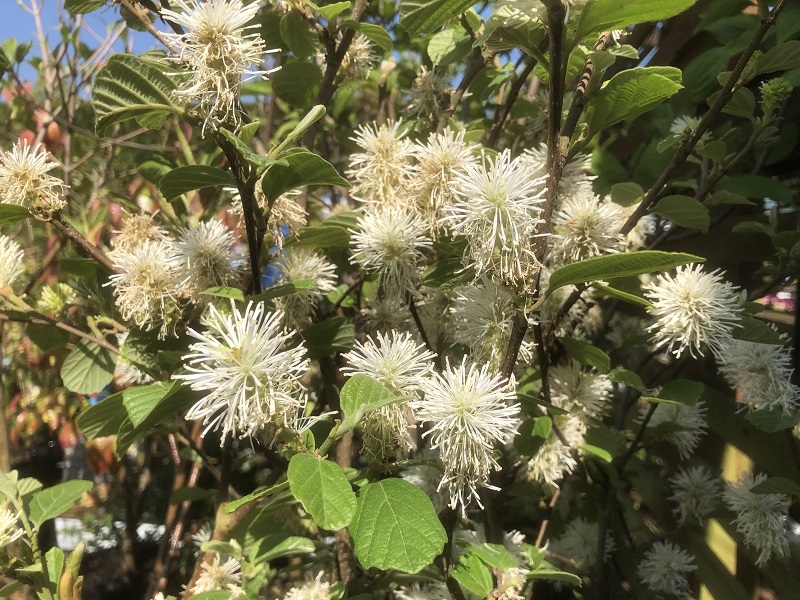 Fothergilla major-0