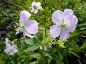 Geranium maculatum 'Beth Chatto''-0