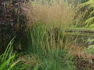 Stipa gigantea 'Goldilocks'-0