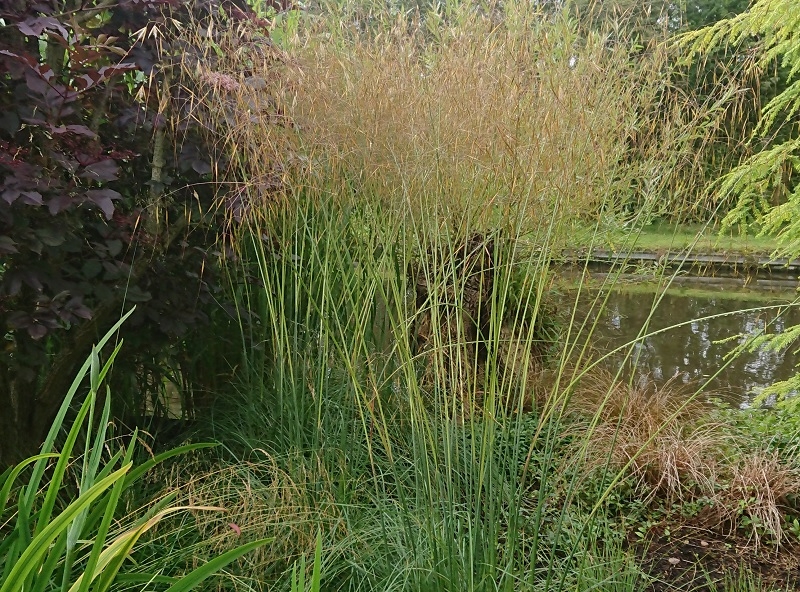 Stipa gigantea 'Goldilocks'-0