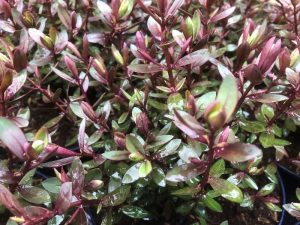 Hebe 'Caledonia'-0
