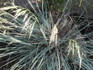 Helictotrichon sempervirens-0