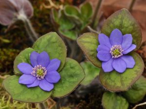 Hepatica nobilis 'Tadeas'-0