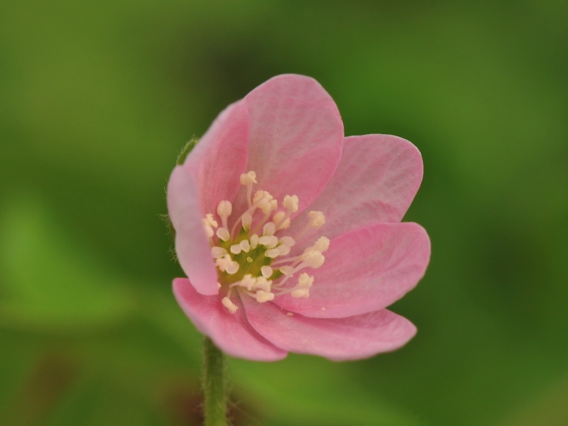 Hepatica nobilis 'Selma'-0