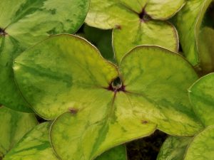 Hepatica x schlyteri (H. nobilis 'Stained Glass’ x H. maxima)-0