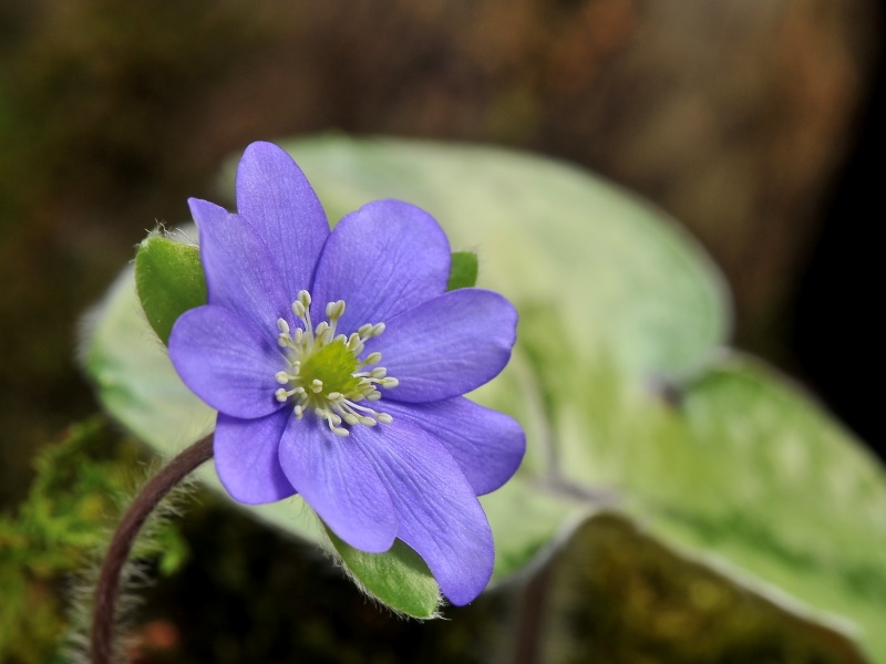 Hepatica x schlyteri (H. nobilis 'Stained Glass’ x H. maxima)-17611