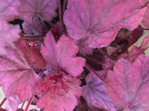 Heuchera 'Wild Rose'-0