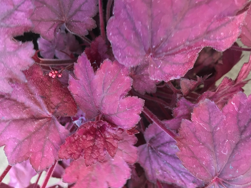Heuchera 'Wild Rose'-0