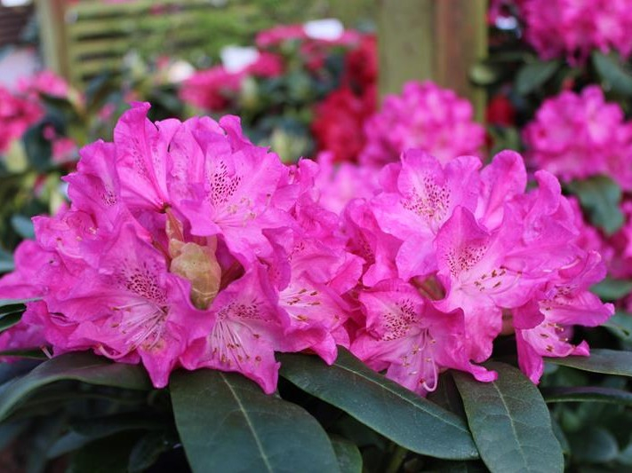 Rhododendron 'Holden'-0
