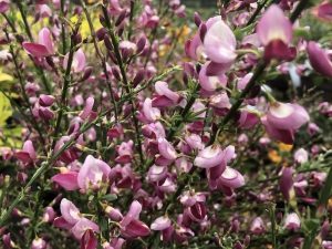 Cytisus 'Hollandia'-0