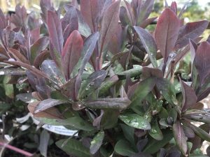 Lonicera periclymenum 'Honeybush'-0