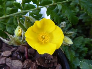 Hylomecon japonica (Japanese Woodland Poppy)-0