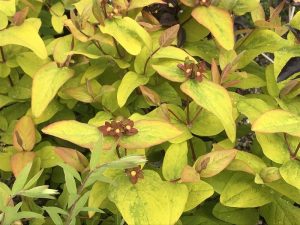 Hypericum 'Golden Beacon'-0