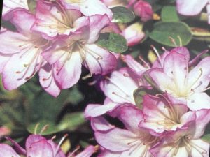 Rhododendron 'Irohayama'-0